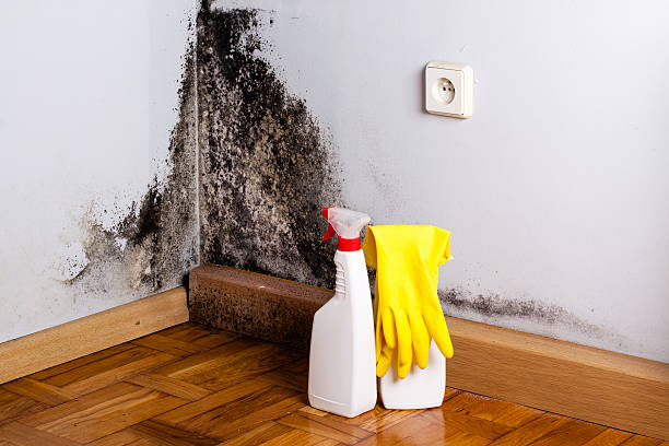 Best Insurance-Related Mold Remediation in Senoia, GA